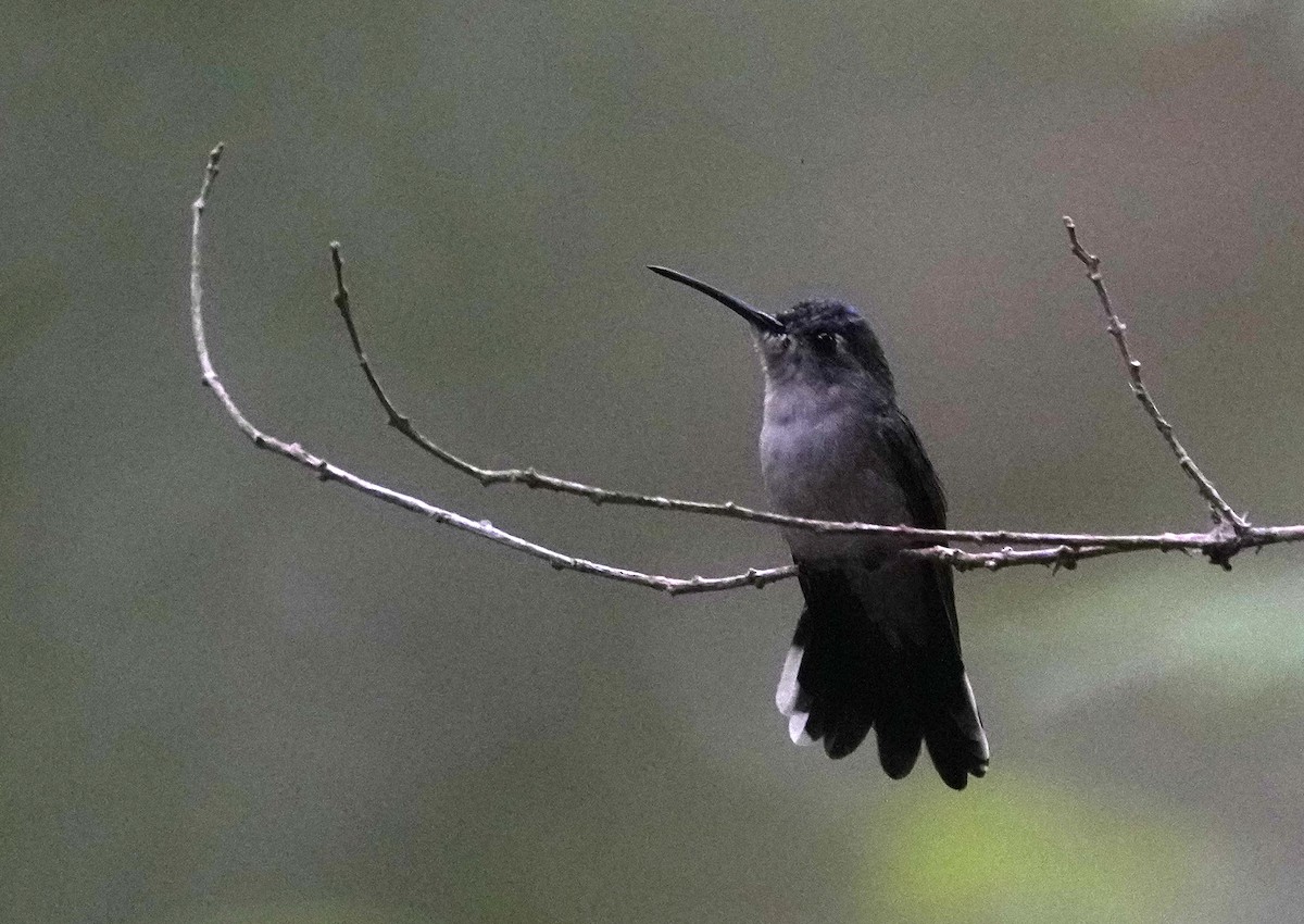 Wedge-tailed Sabrewing - Pete Sole