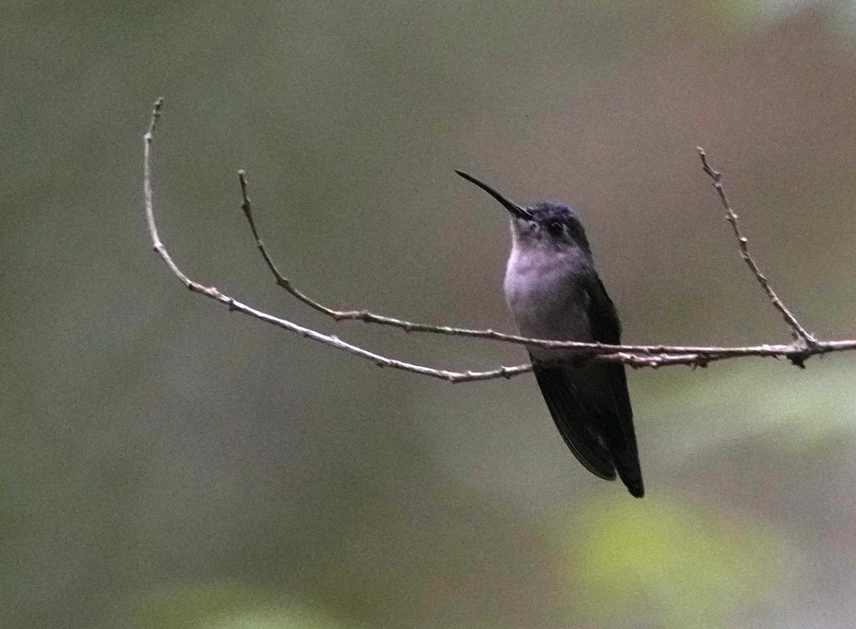 Wedge-tailed Sabrewing - Pete Sole