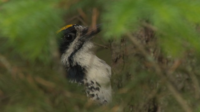 Black-backed Woodpecker - ML476649