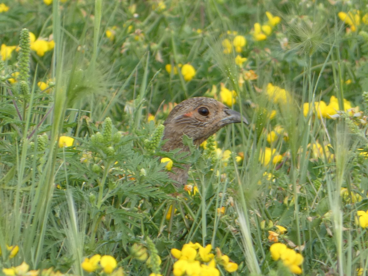 Gray Partridge - ML476649001