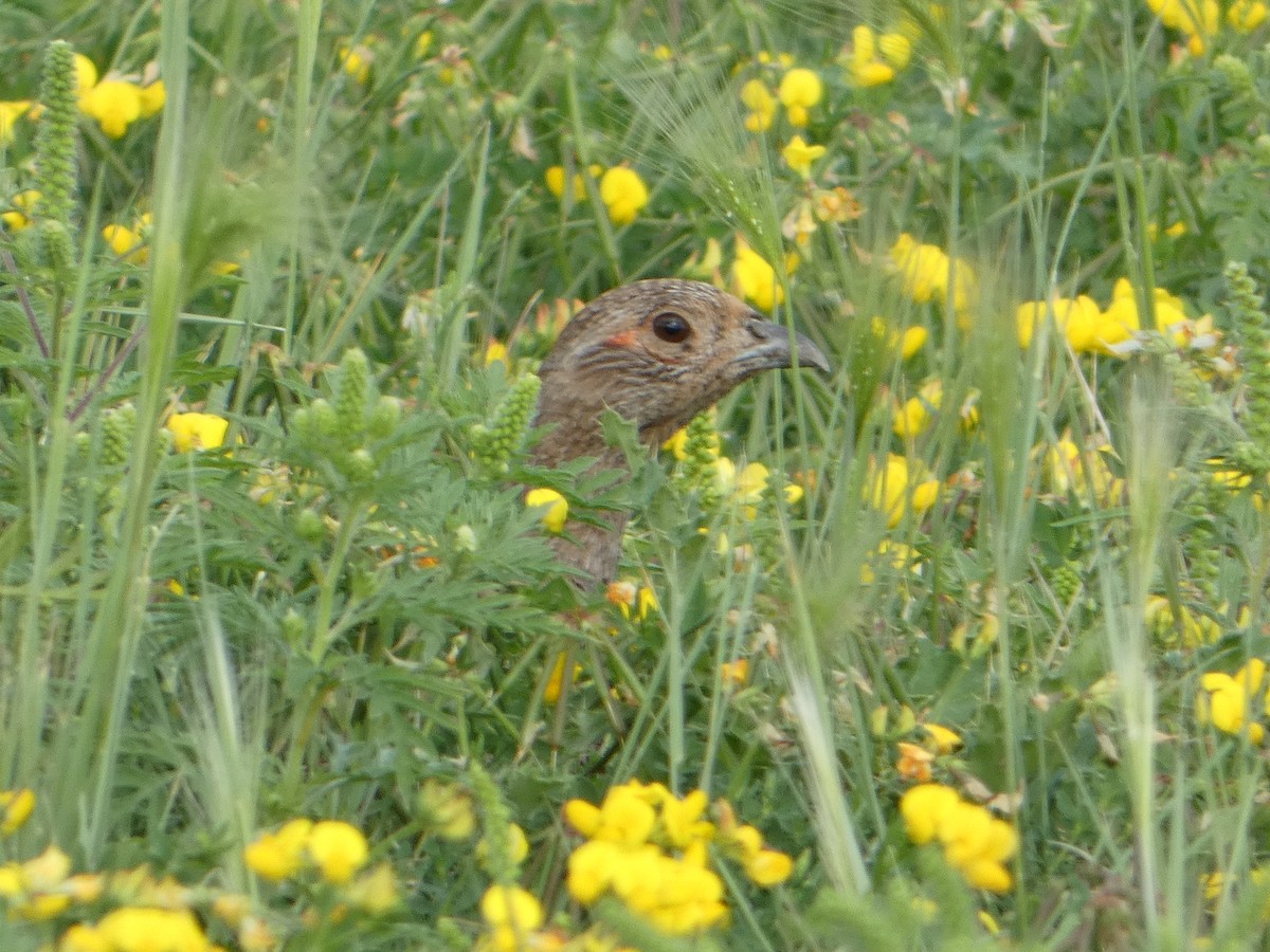 Gray Partridge - Addie Putman