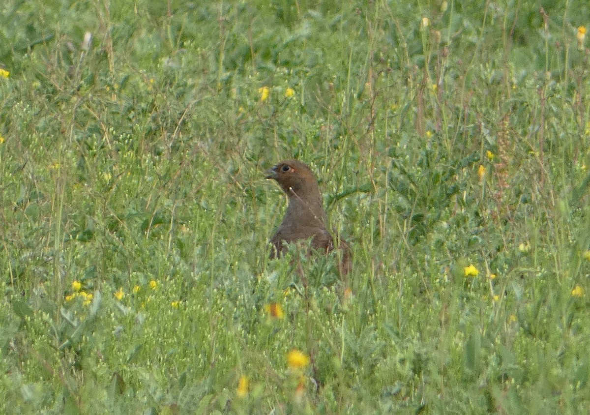 Gray Partridge - ML476649161