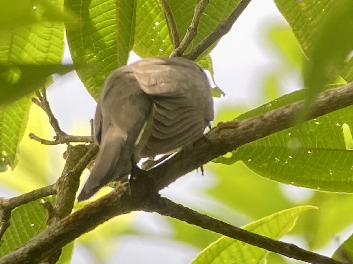 perlebrystgjøk - ML476649741