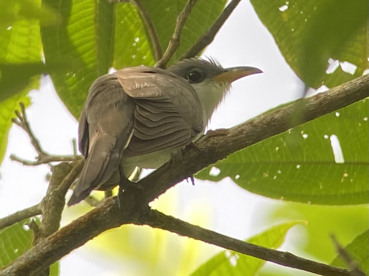 perlebrystgjøk - ML476649751