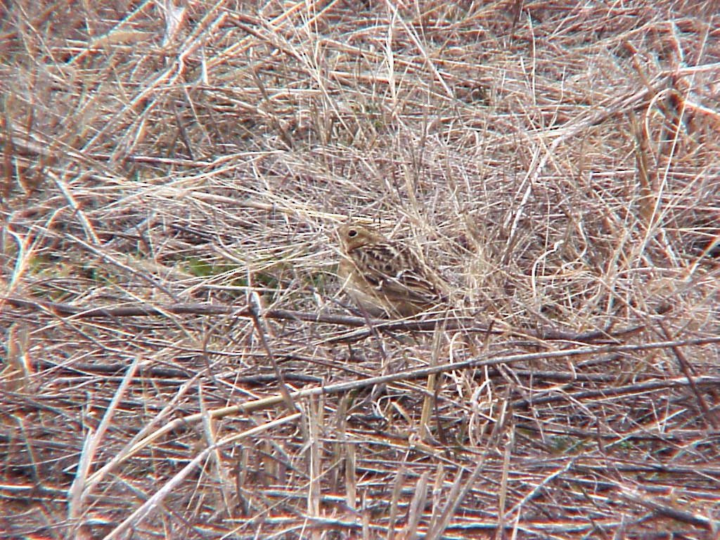 Smith's Longspur - ML476653941