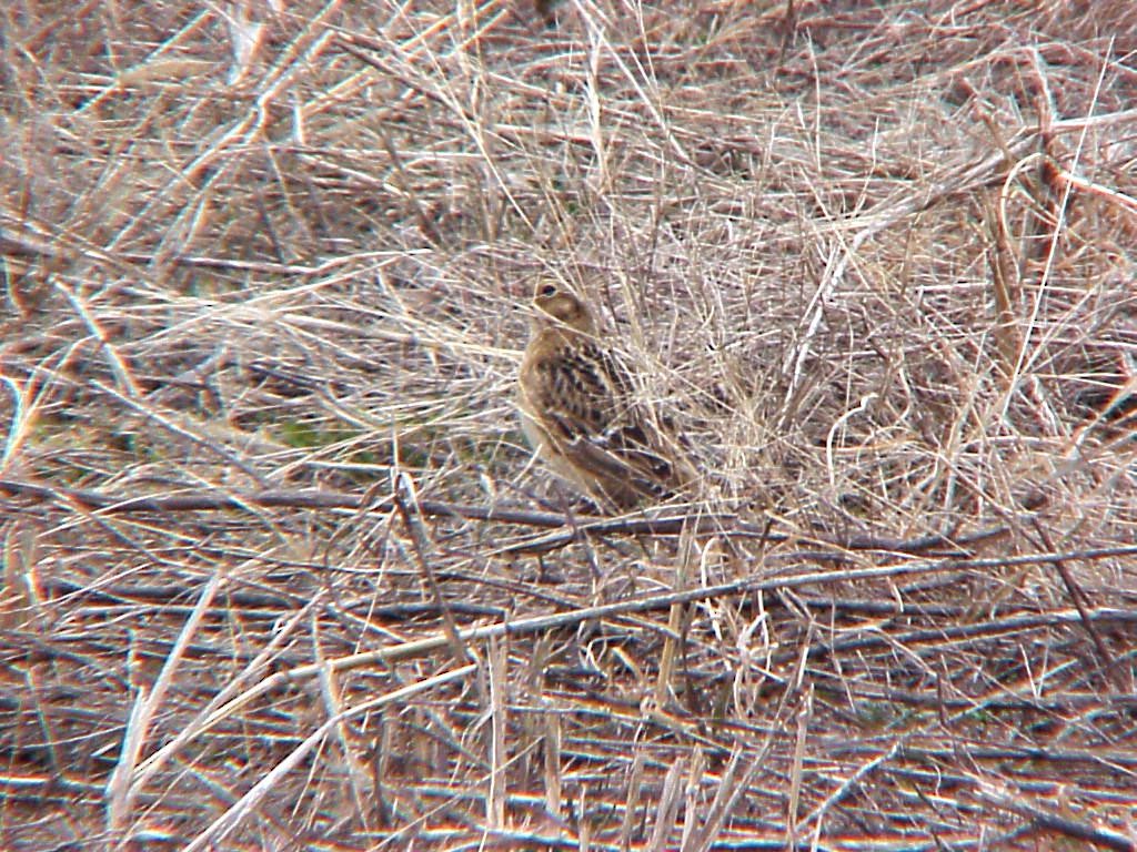 Smith's Longspur - ML476653951
