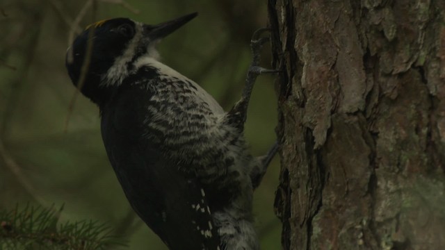 Black-backed Woodpecker - ML476654