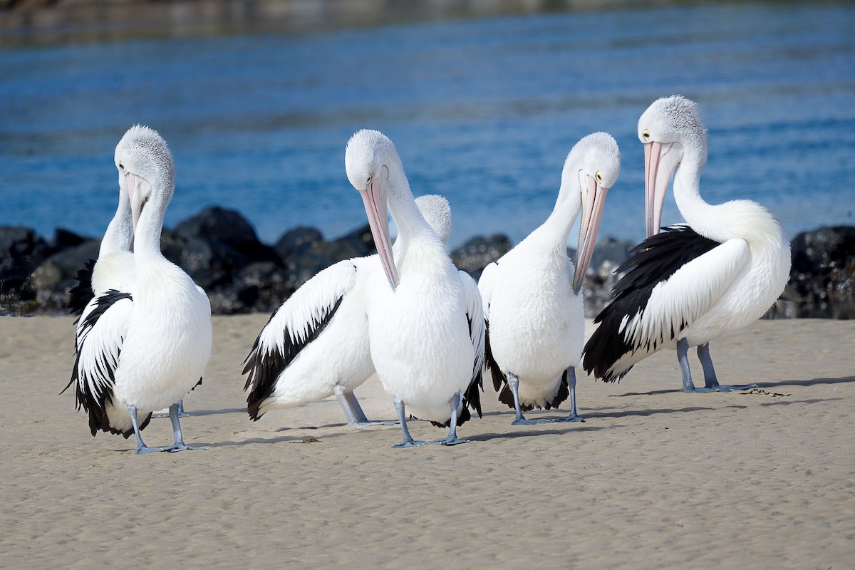 Australian Pelican - ML476654341