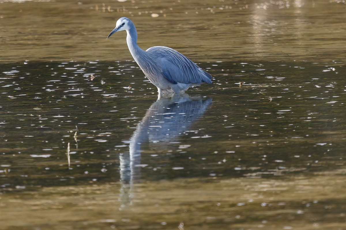 White-faced Heron - ML476654501