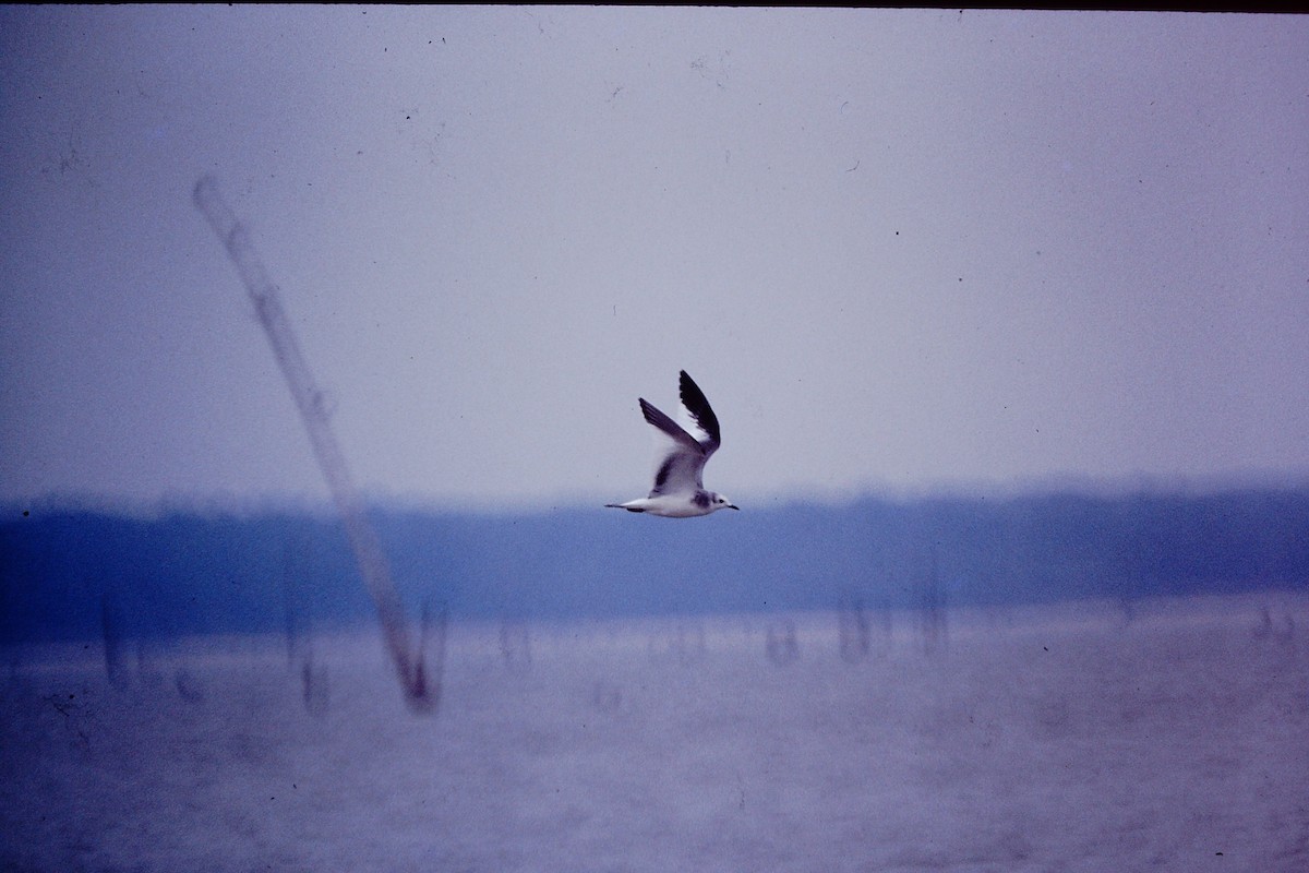 Mouette de Sabine - ML476655621