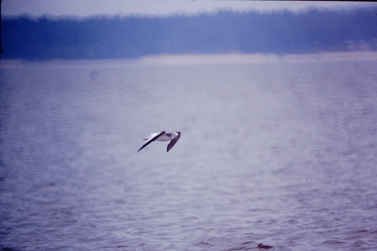 Sabine's Gull - Jeff R. Wilson