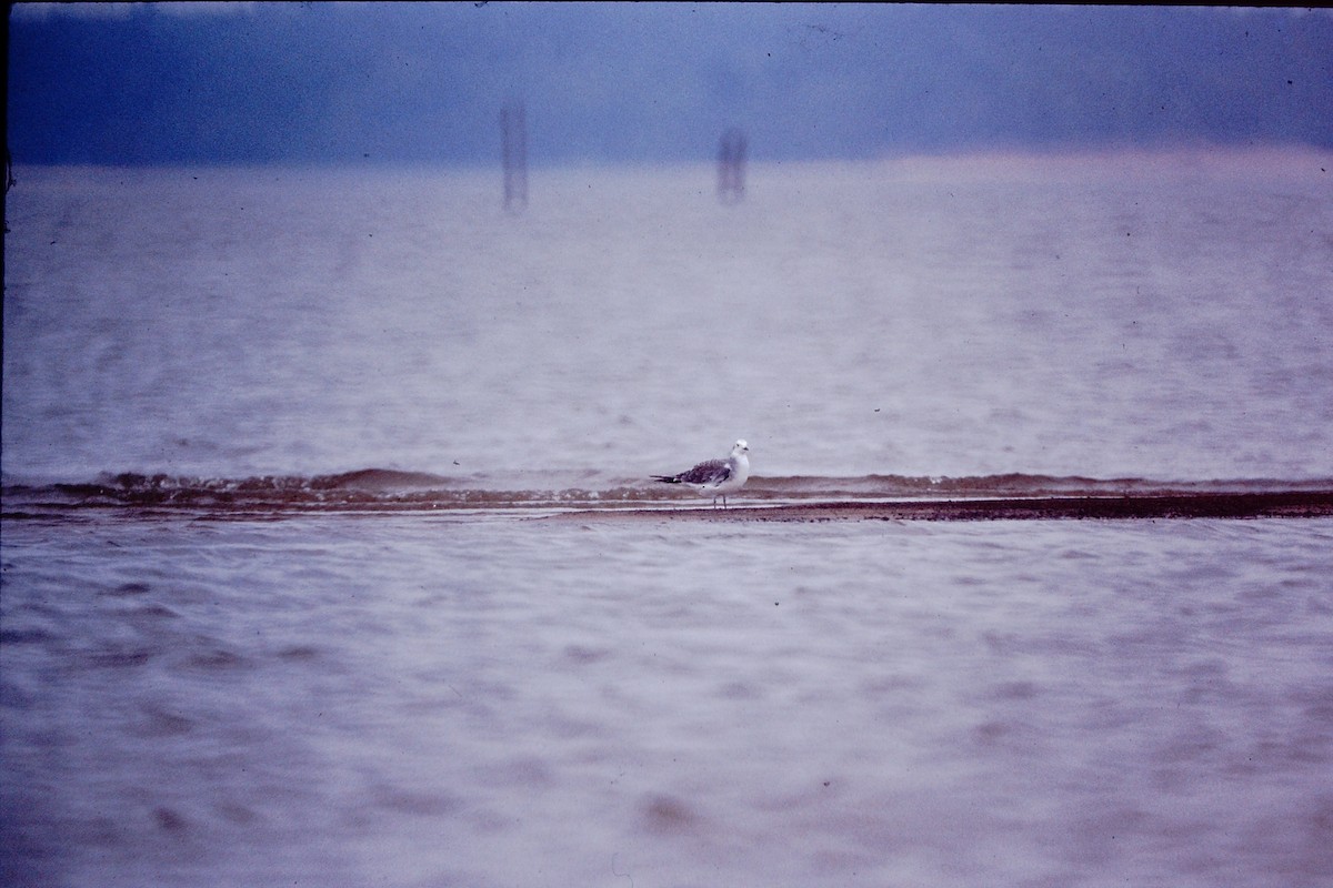 Sabine's Gull - ML476655641