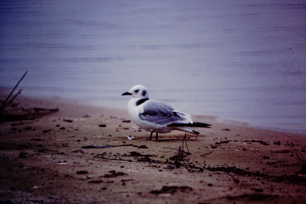 Black-legged Kittiwake - ML476656371