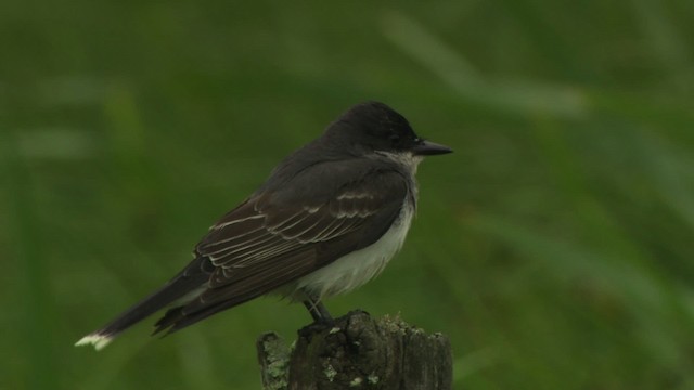 Eastern Kingbird - ML476657