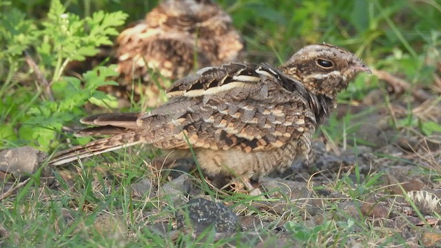 Indian Nightjar - ML476657041