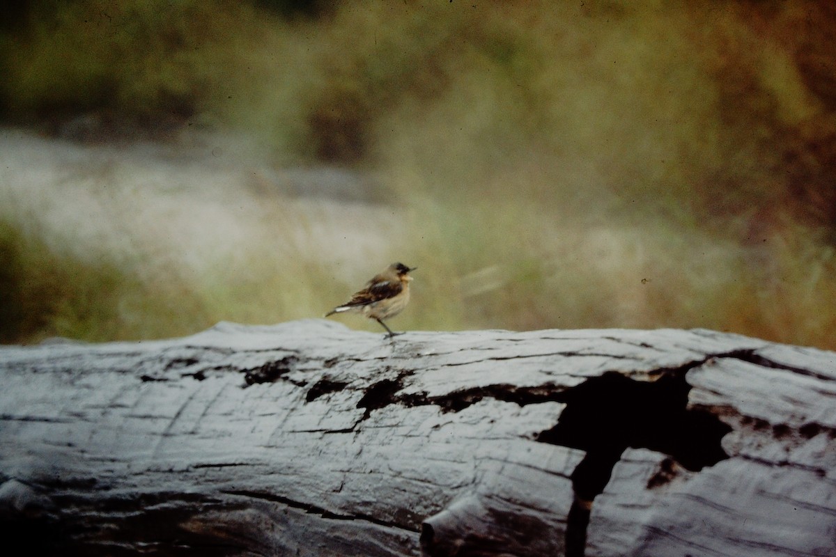 Northern Wheatear - ML476657311