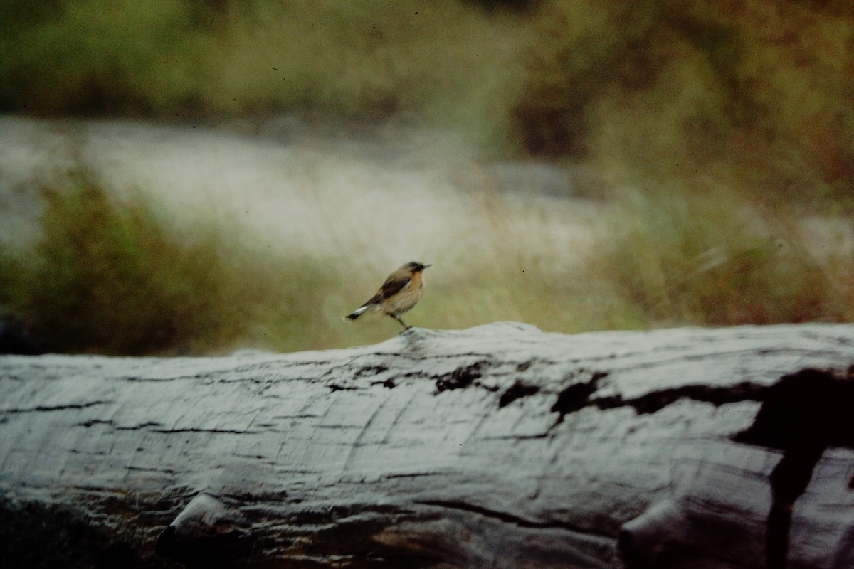 Northern Wheatear - ML476657401
