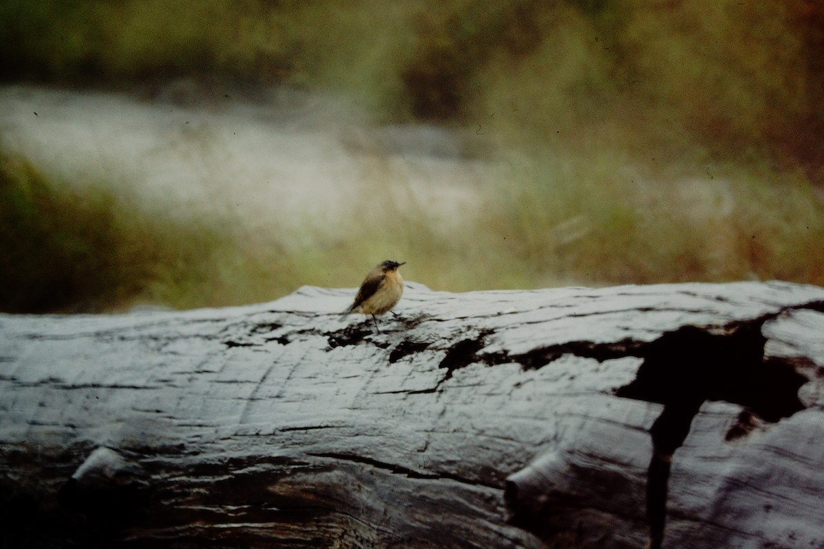 Northern Wheatear - ML476657421