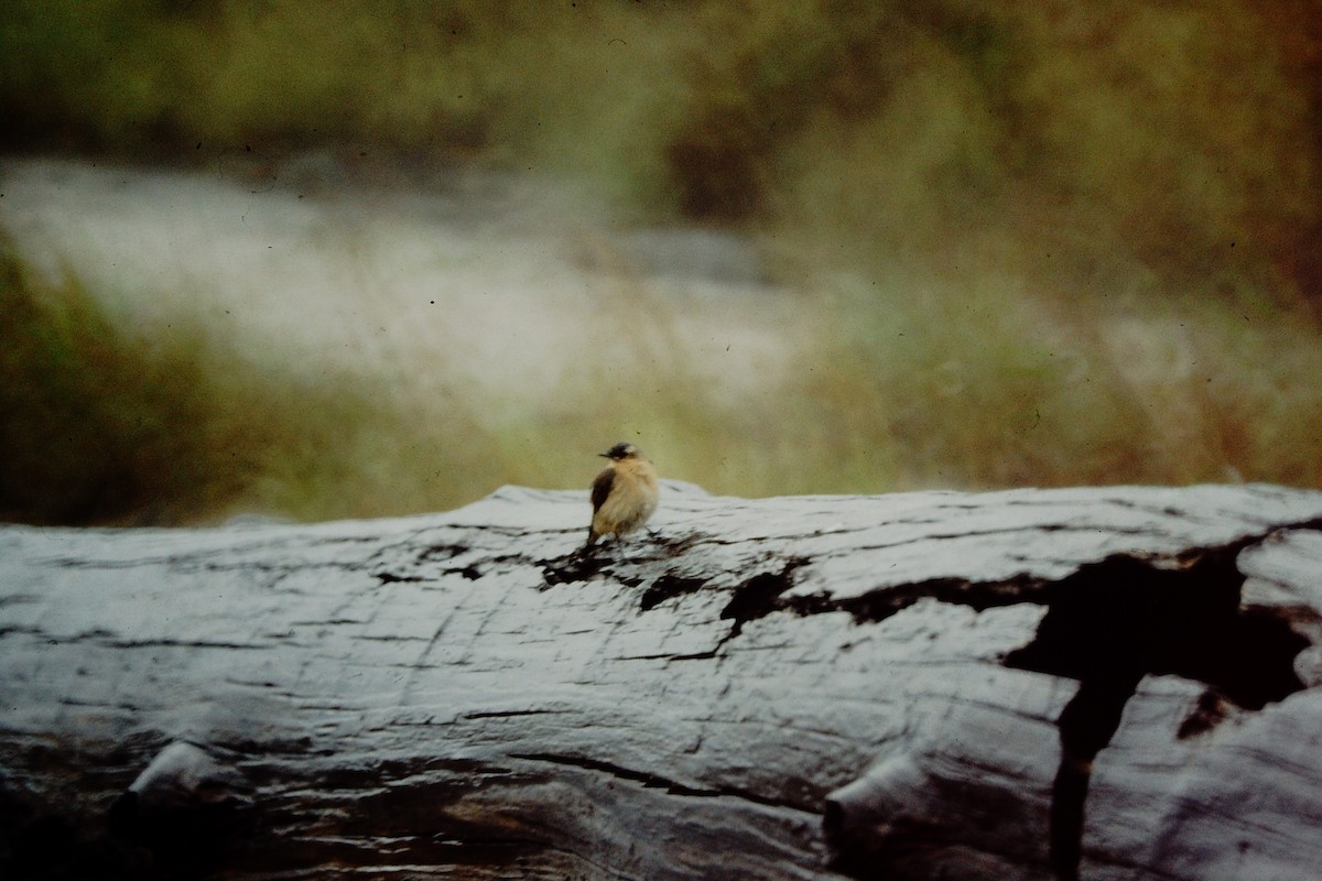 Northern Wheatear - ML476657431