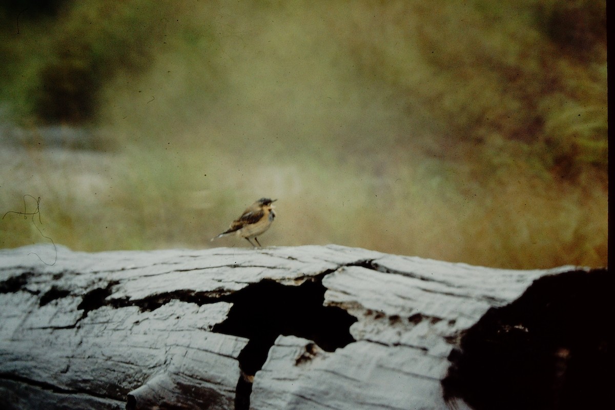 Northern Wheatear - ML476657441