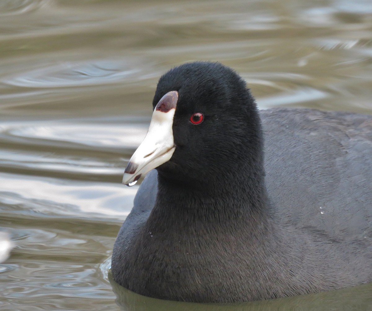 American Coot - ML47665781