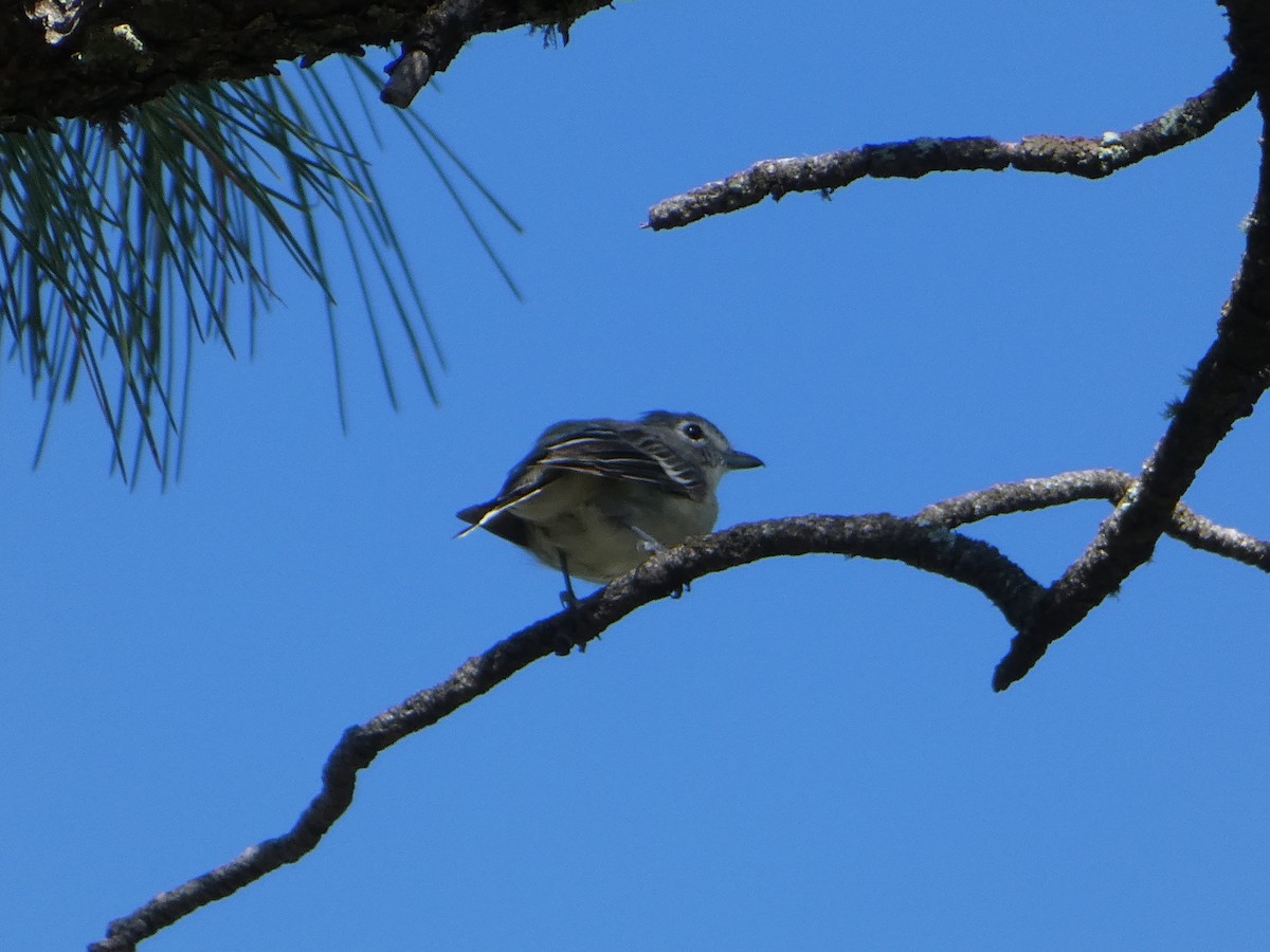 Plumbeous Vireo - ML476658021