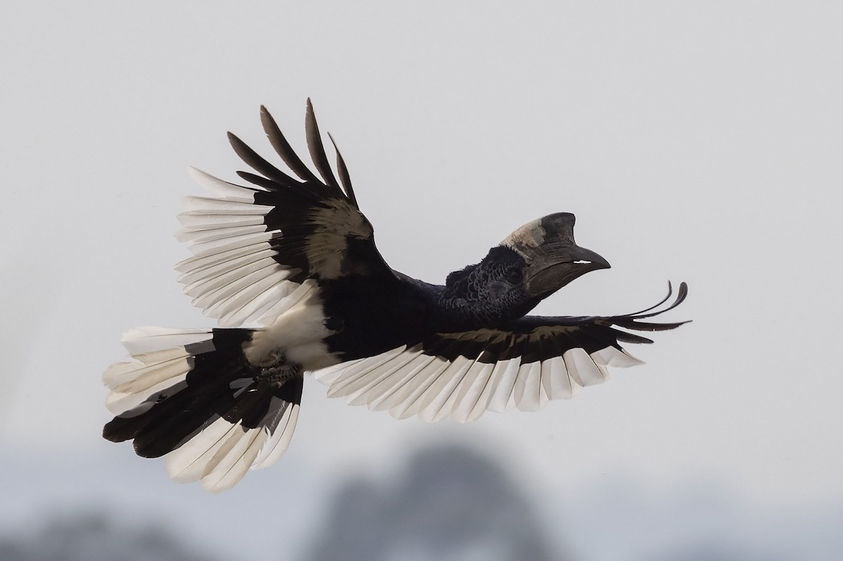 Black-and-white-casqued Hornbill - ML476658471