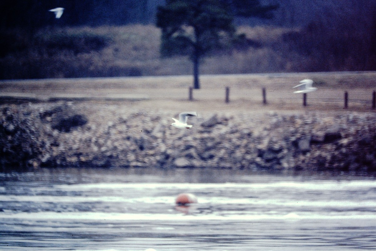Black-headed Gull - ML476658561