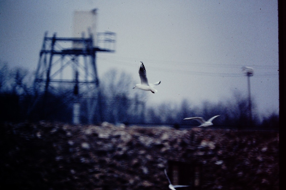 Black-headed Gull - ML476658571