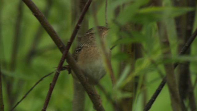 Sedge Wren - ML476659