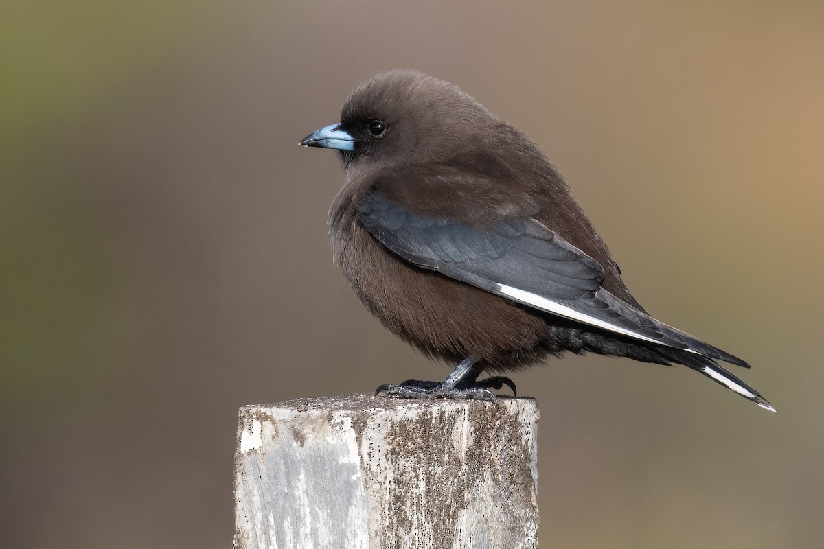 Dusky Woodswallow - ML476659401