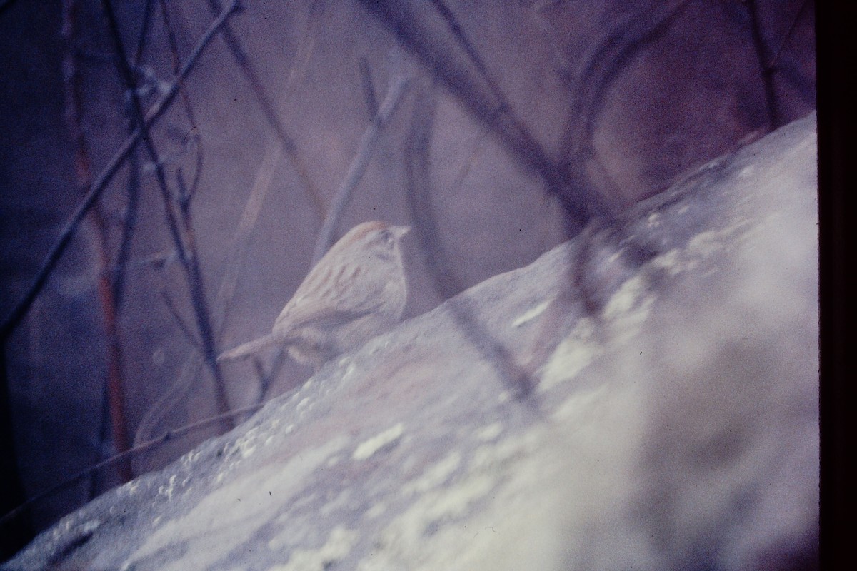 Rufous-crowned Sparrow - ML476659711