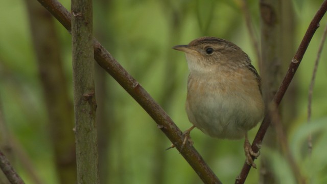 Sedge Wren - ML476660