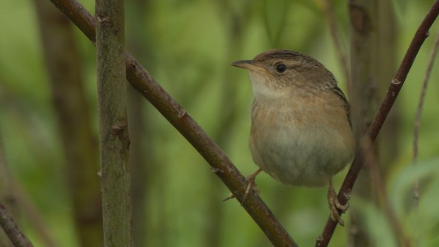 Sedge Wren - ML476660