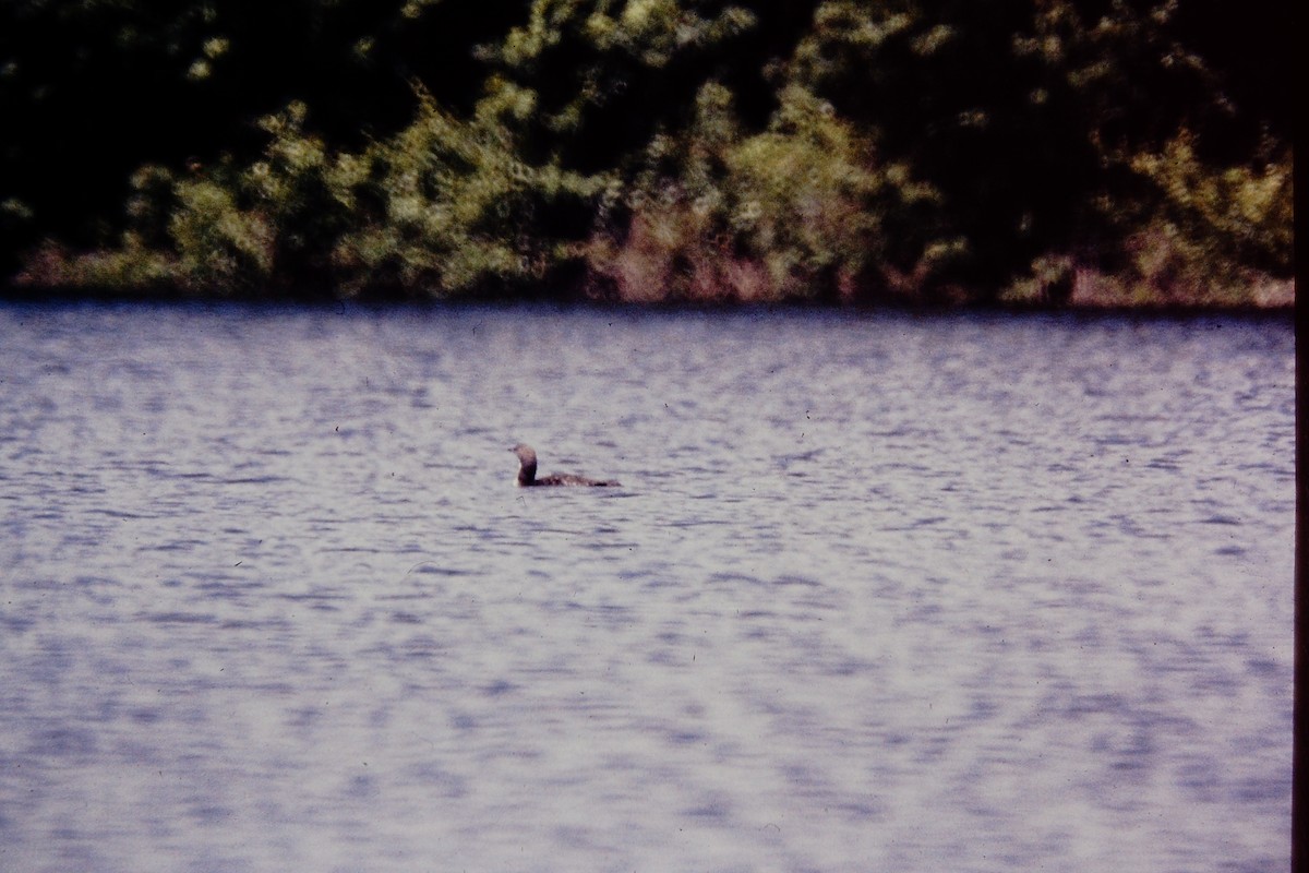 Pacific Loon - ML476661011