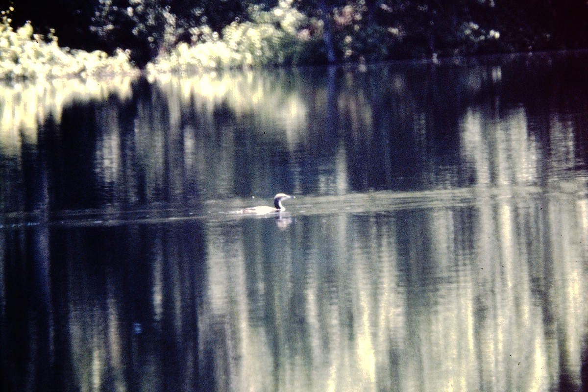 Pacific Loon - ML476661021