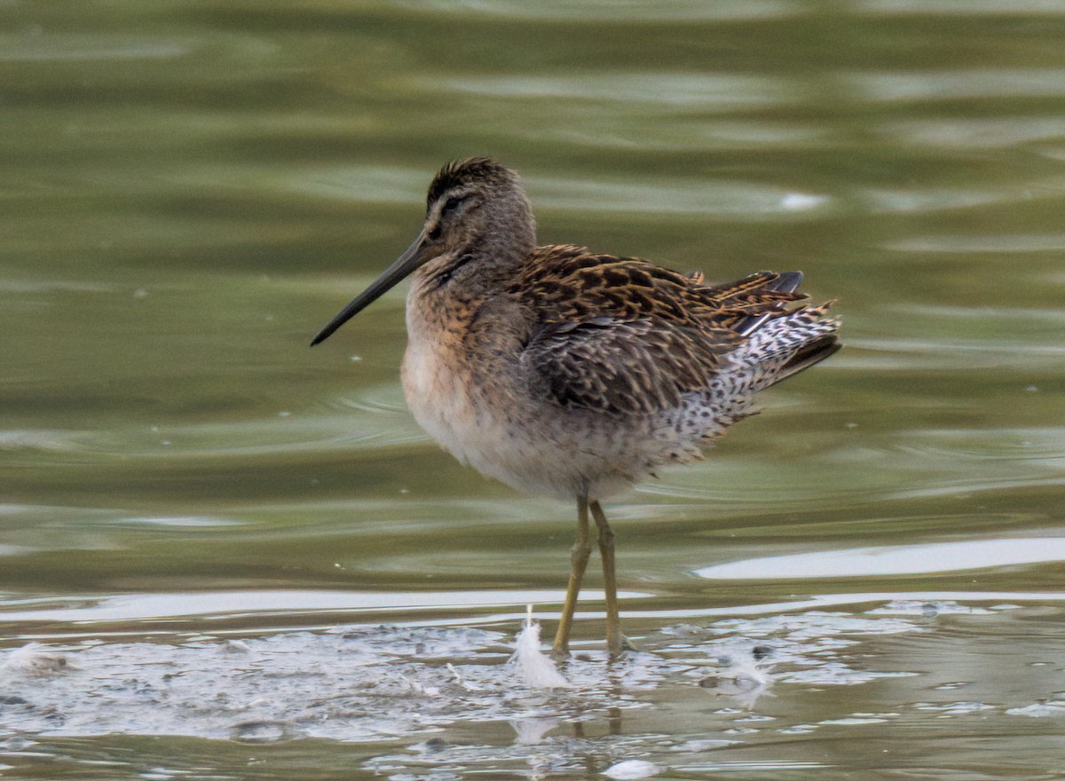 Short-billed Dowitcher - ML476661511