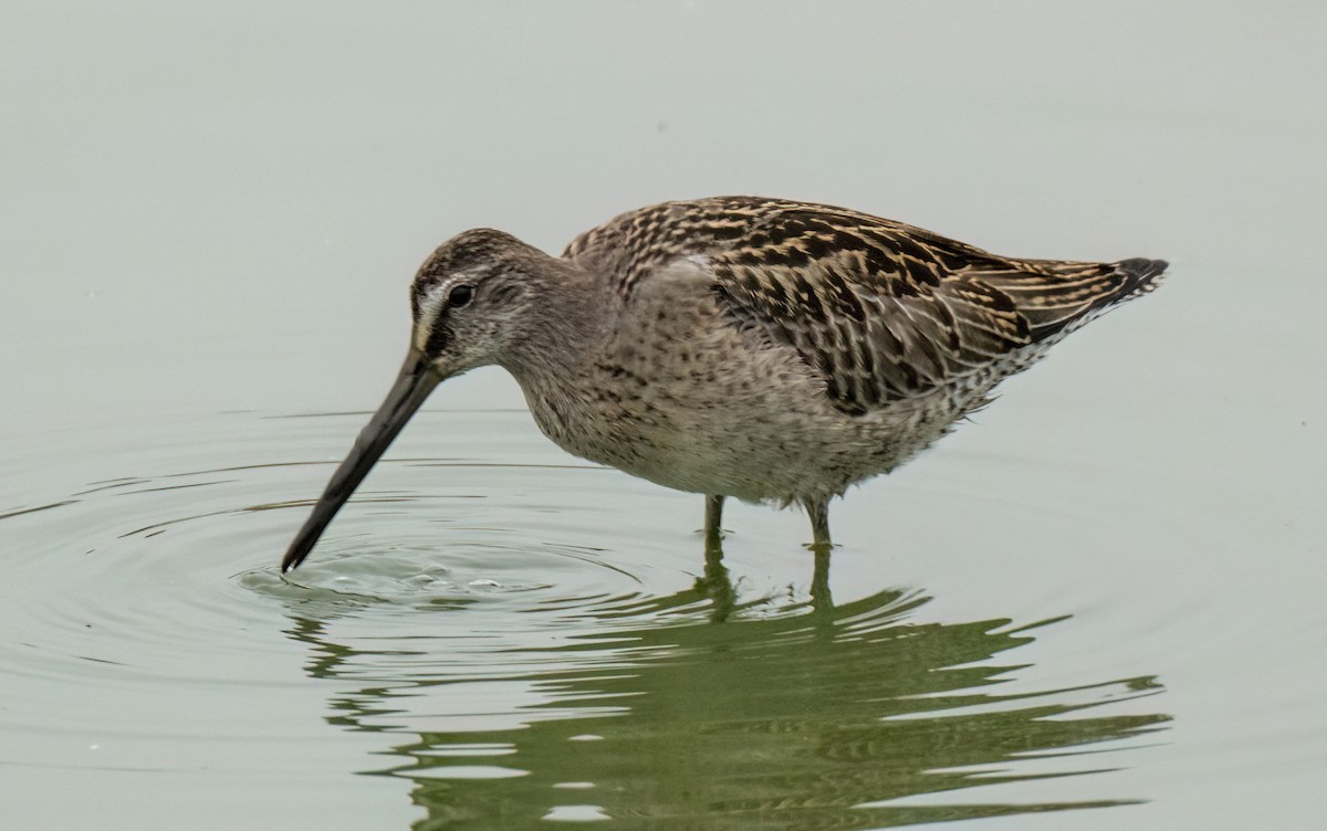 Short-billed Dowitcher - ML476661521