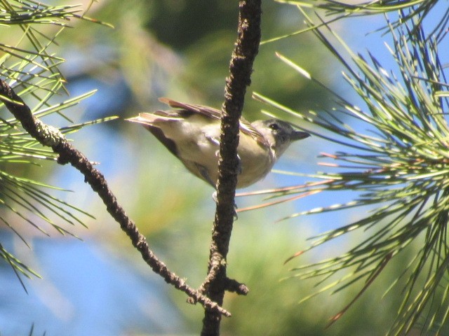 Plumbeous Vireo - Tate Putman