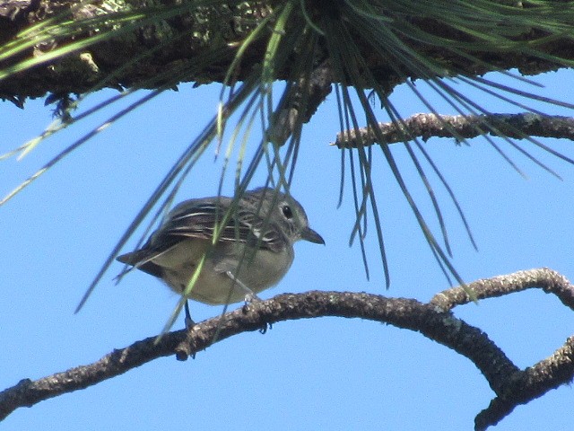 Plumbeous Vireo - ML476661651