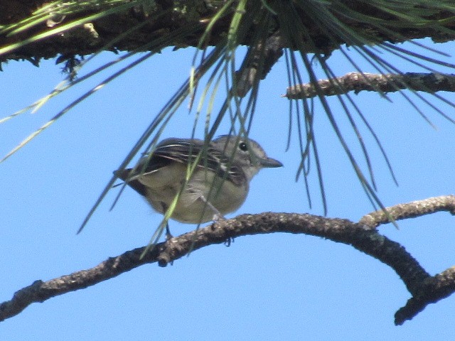 Plumbeous Vireo - Tate Putman