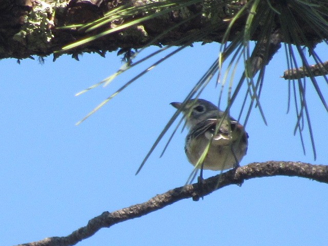 Vireo Plomizo - ML476661681