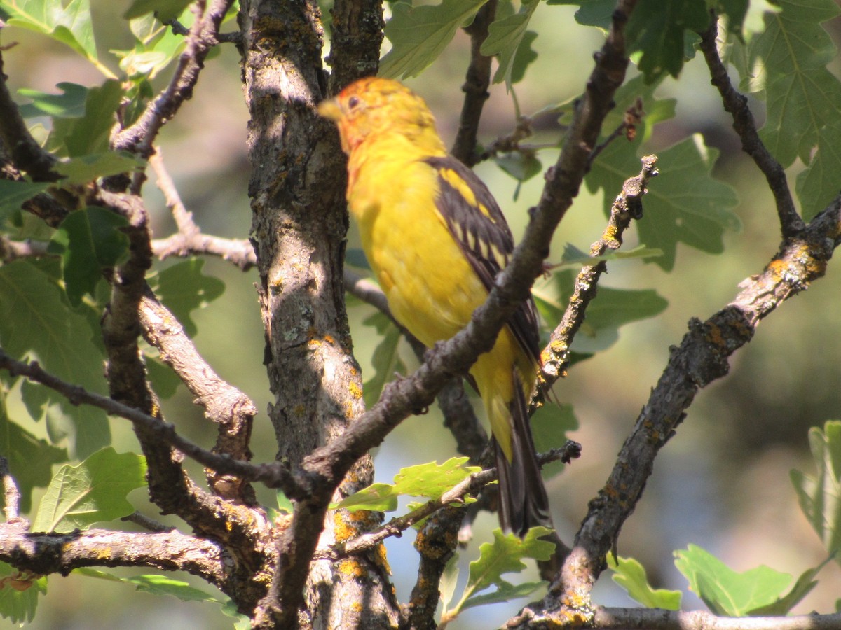 Western Tanager - ML476661801