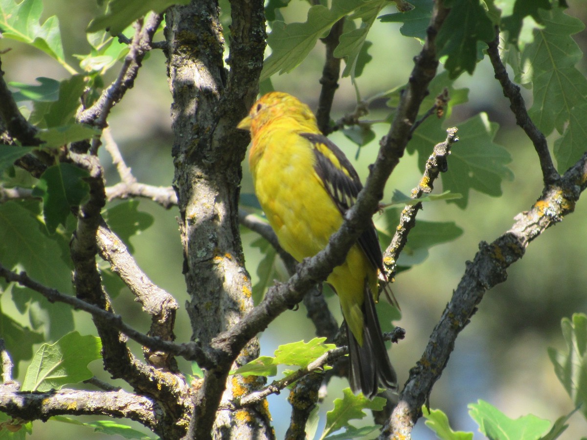 Western Tanager - ML476661821
