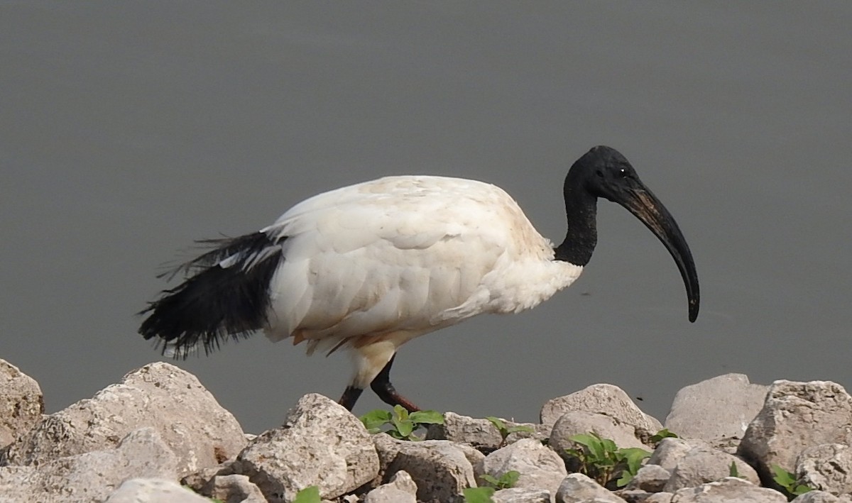 African Sacred Ibis - ML476664641