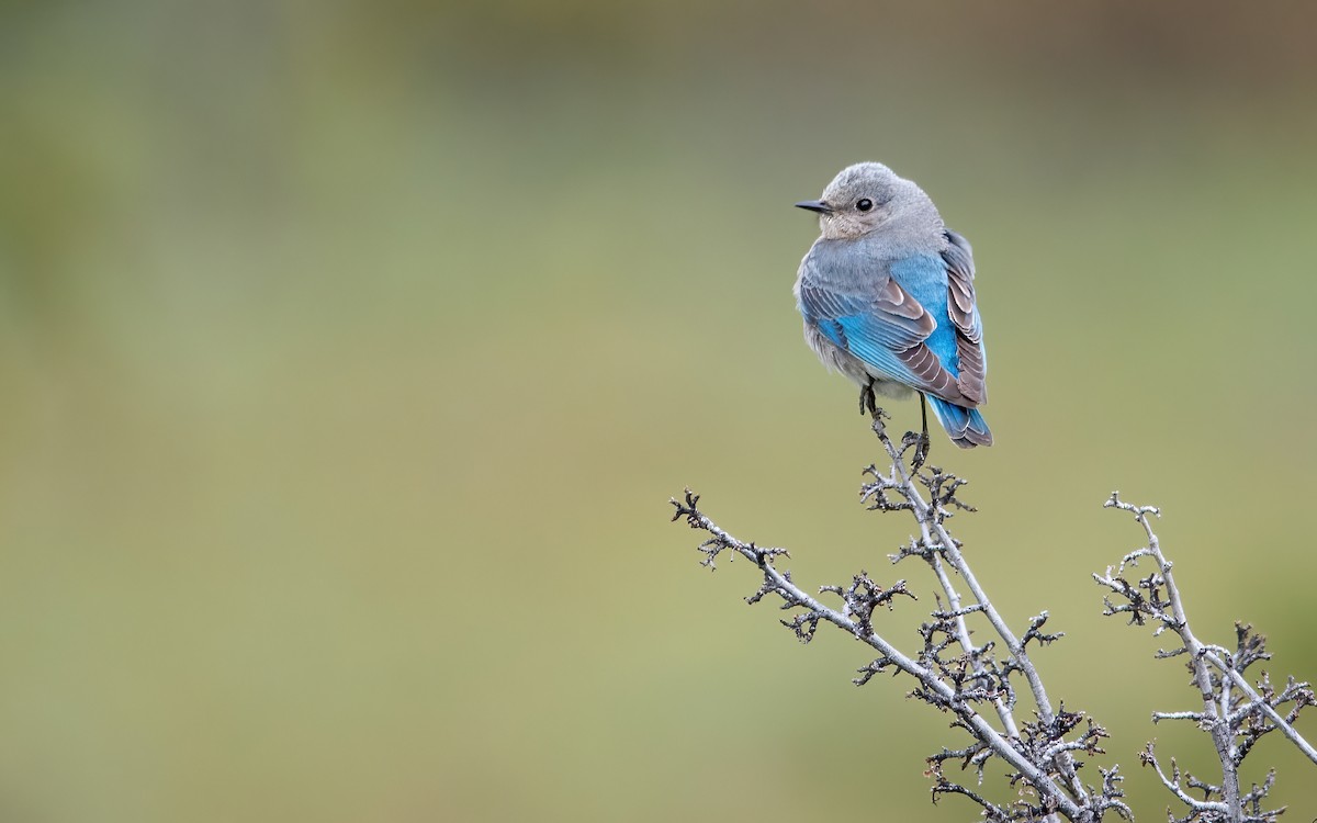 Mountain Bluebird - ML476667091