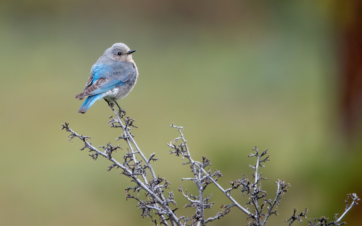 Mountain Bluebird - ML476667101