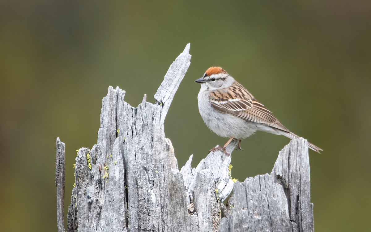 Chipping Sparrow - ML476667511