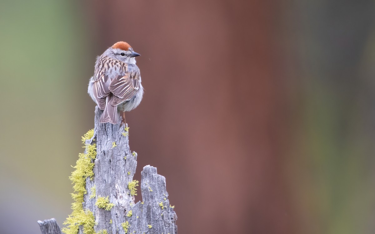 Chipping Sparrow - ML476667521