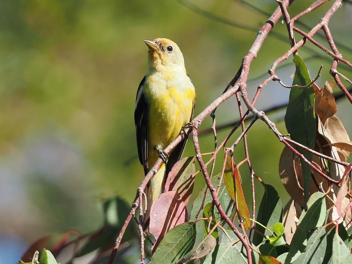 Western Tanager - ML476668221